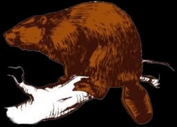 Benzie County Land Conservancy Beaver